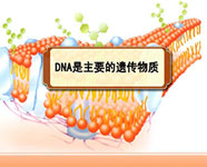 遗传物质DNA