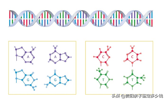 在贵阳做DNA亲子鉴定要去哪里？