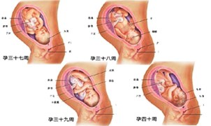 胎儿发育过程（胎儿发育过程？）