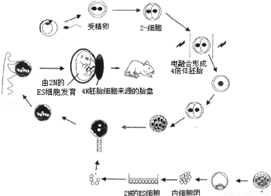 胎儿发育过程（人类胚胎发育的过程。）