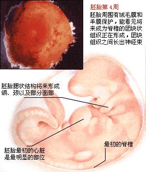 胎儿发育过程（胎儿的生长发育过程）