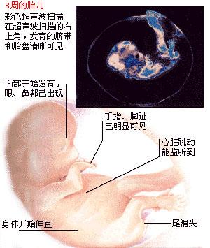 胎儿发育过程（胎儿的生长发育过程）