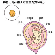 胎儿DNA鉴定（肚子里的胎儿怎么鉴定DNA，）