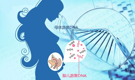 胎儿在肚子里能不能做亲子鉴定（怀孕5个月可以做亲子鉴定吗）